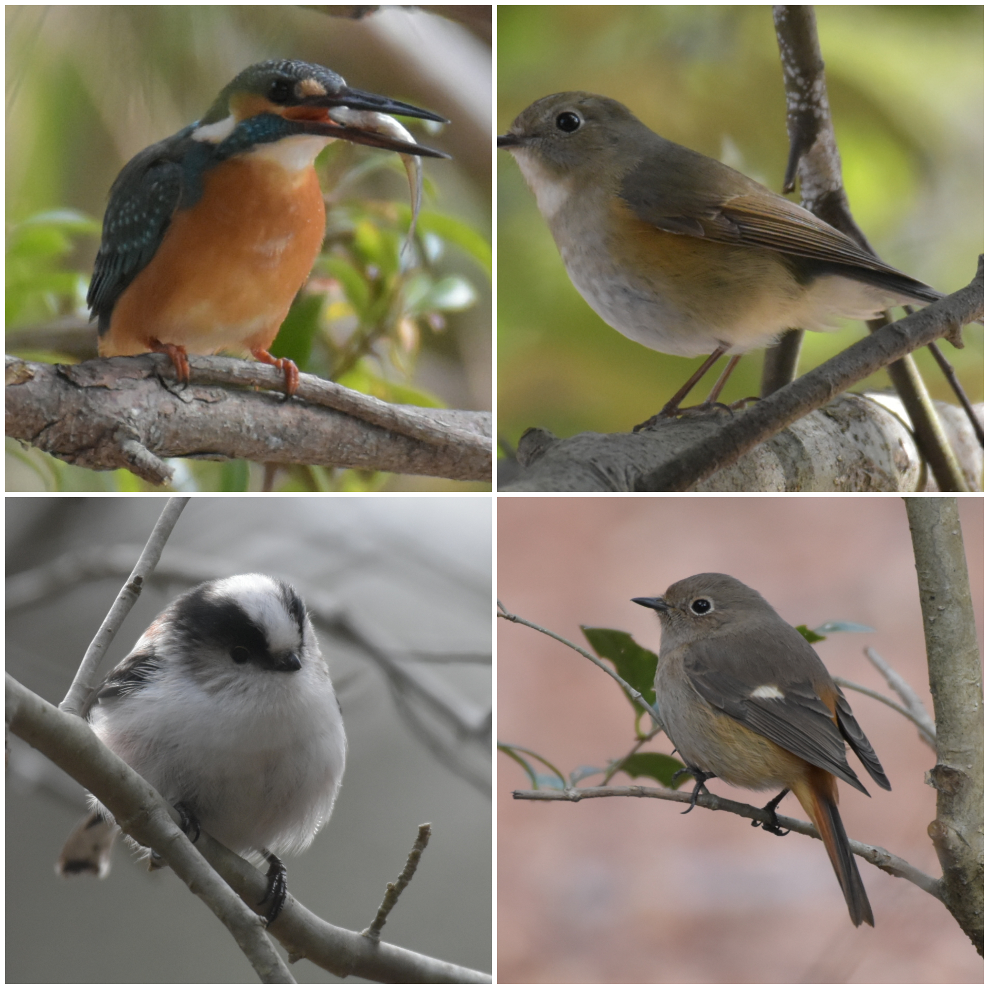 0163. 再度公園で探鳥。久しぶりにカワセミに会えました。 | Shunsuke