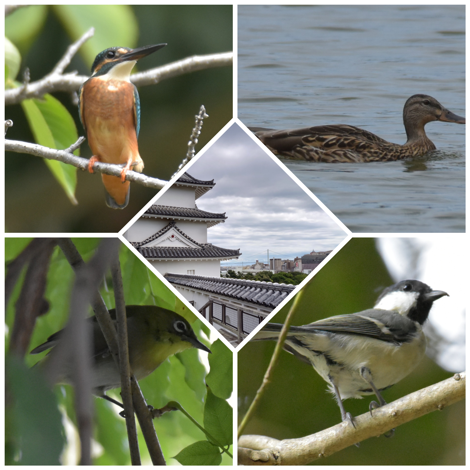 0231. 久しぶりの明石公園。期待していなかった カワセミ 現る