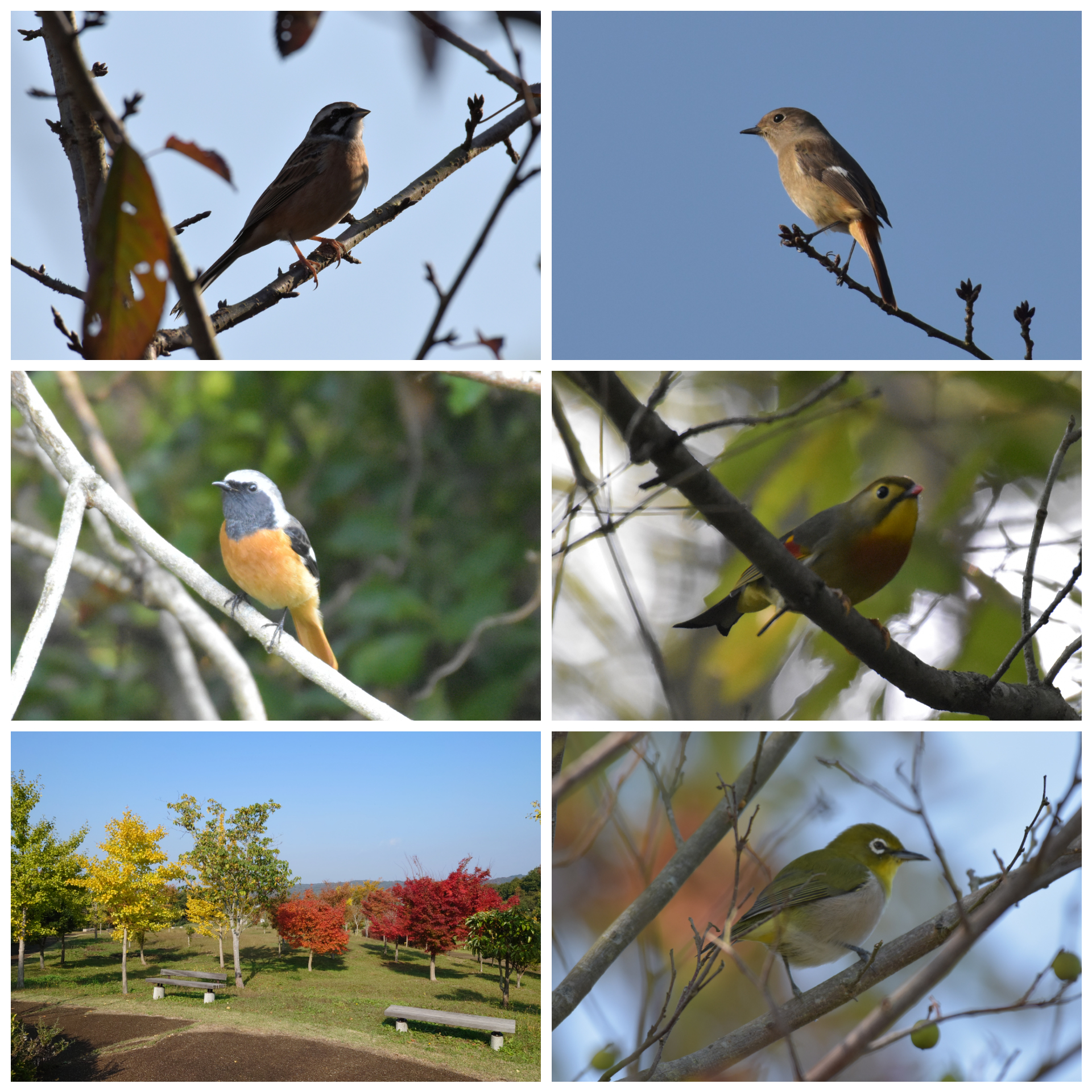鳥と木の枝 鳥と木の枝 セット イラスト素材 [6324965] - フォトライブラリー