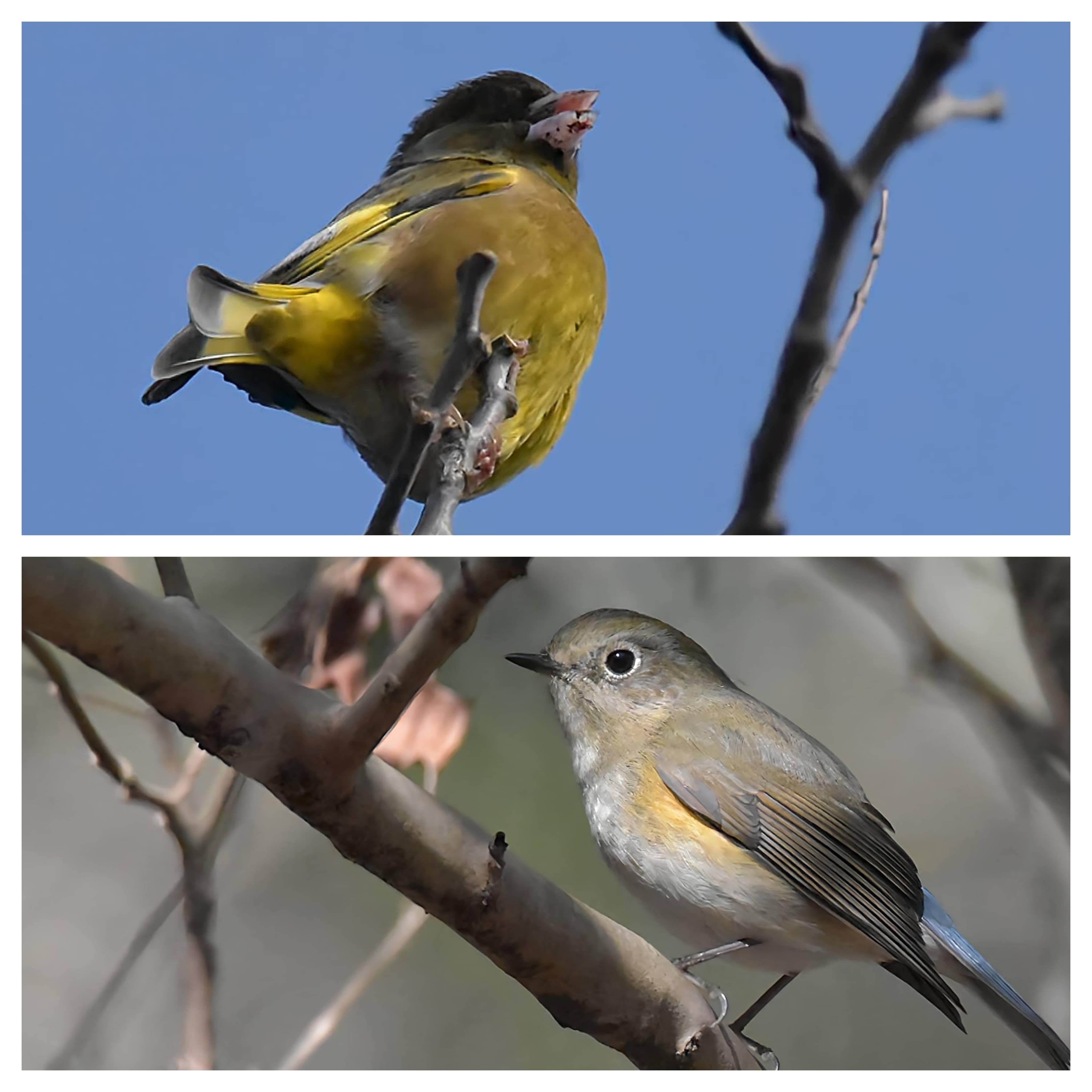 0564. 播磨中央公園での探鳥 カワラヒワ と ルリビタキ を撮影