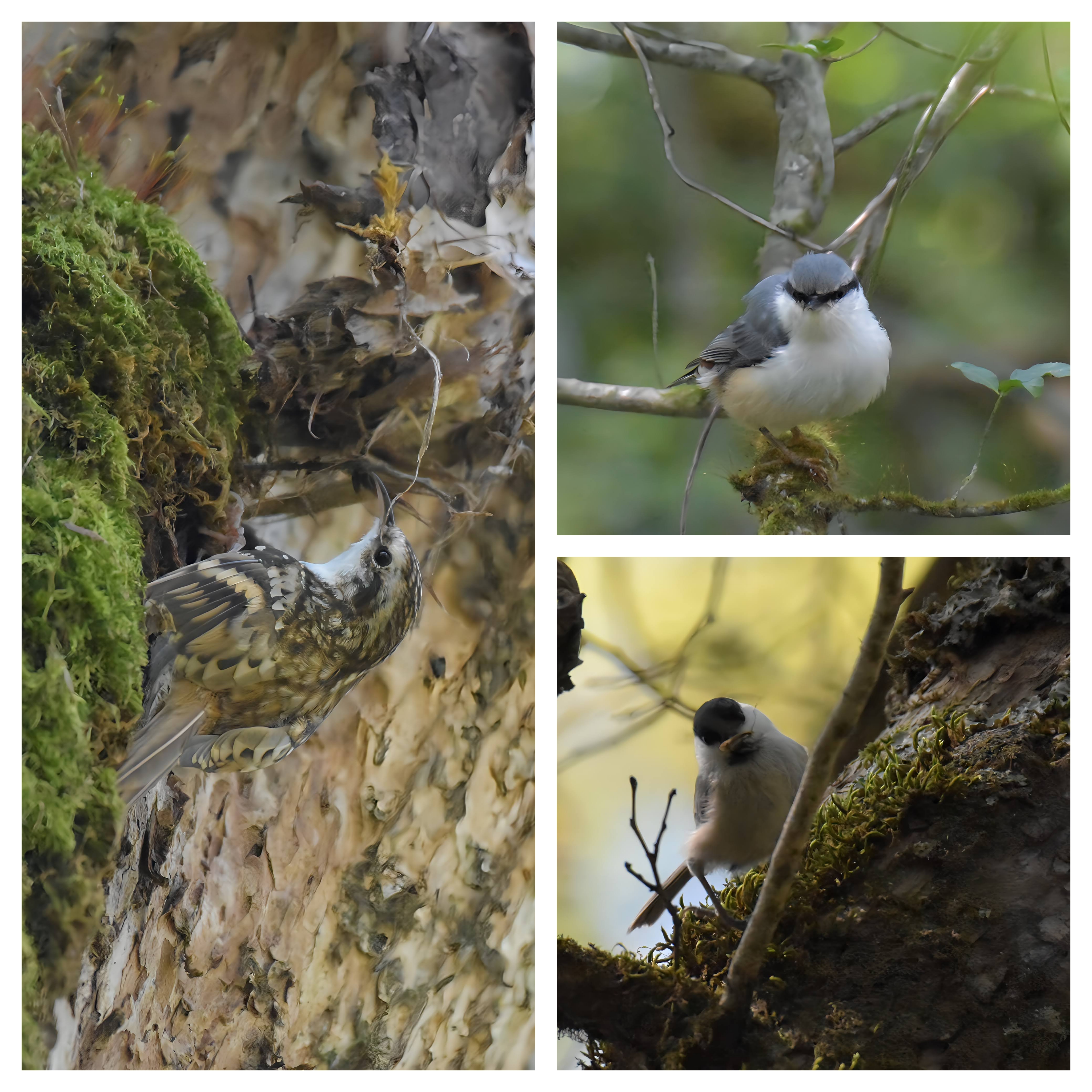 0591. 戸隠森林植物園 での探鳥 ゴジュウカラ 、 キバシリ 、 コガラ