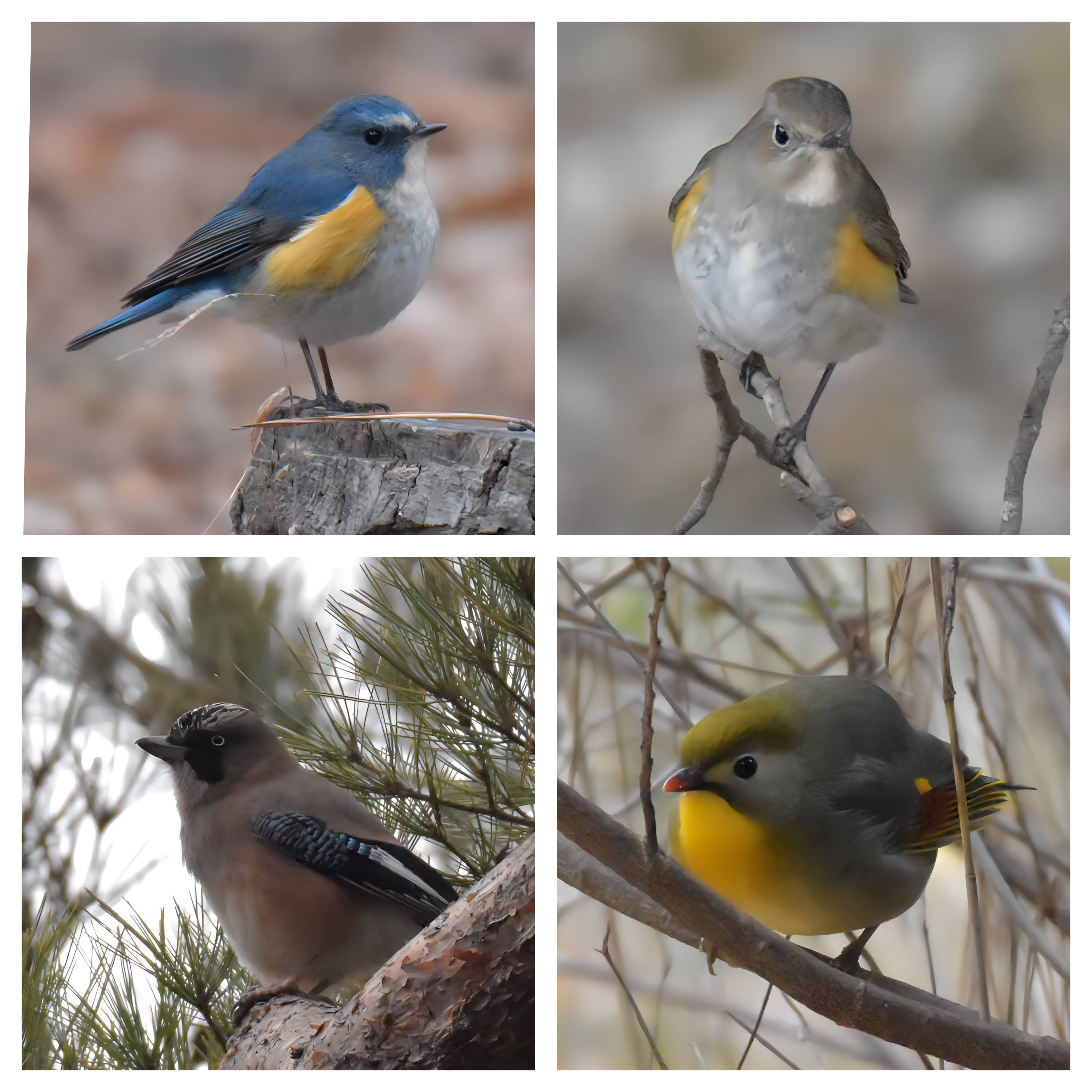 0608. 再度公園での探鳥 ルリビタキ 、 カケス 、 ソウシチョウ を撮影